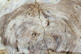 Petrified Wood (Bald Cypress) Slab - Saddle Mountain, WA #101187-1